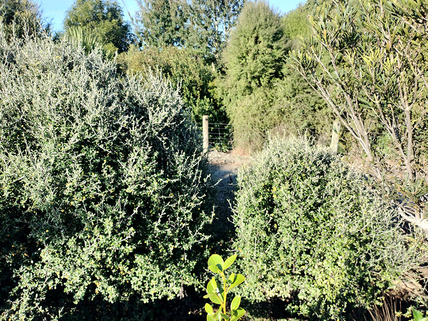 25x Corokia leprechaun - $4.99 each