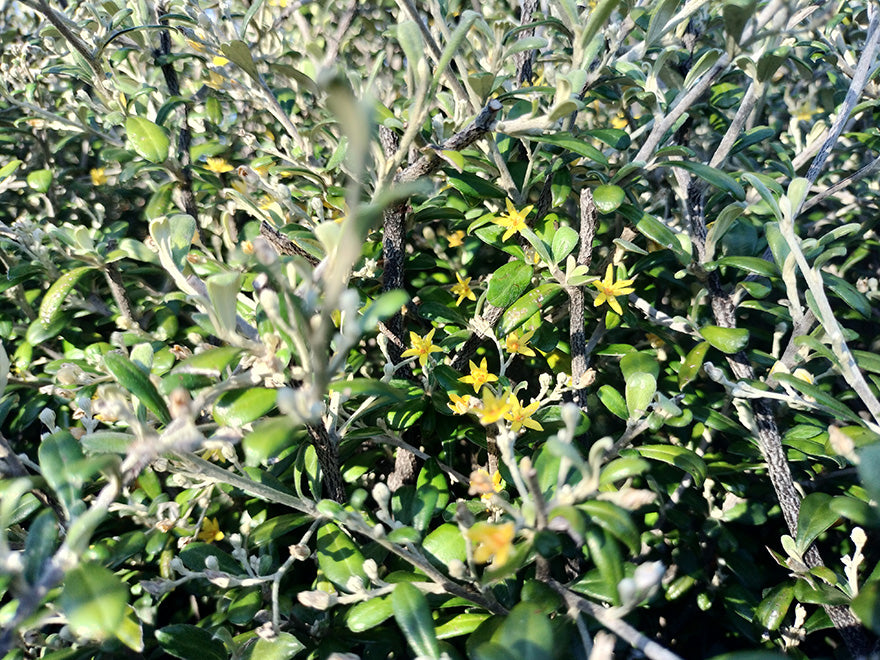 Corokia leprechaun - $5.99 each