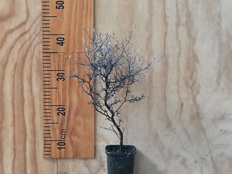 5x Corokia Little Prince - $5.99 each