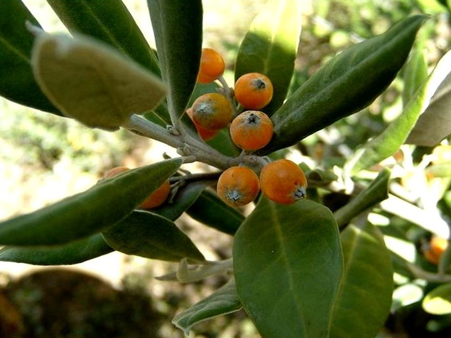 10x Chatham Island Corokia - $1.99 each