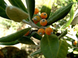 Corokia Macrocarpa