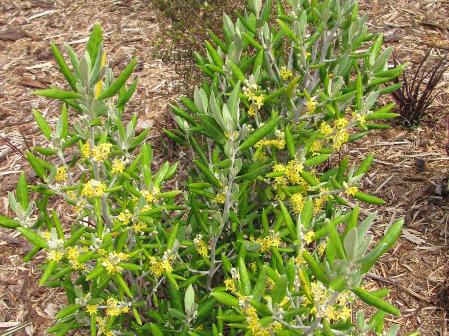 10x Chatham Island Corokia - $1.99 each