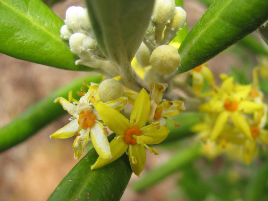10x Chatham Island Corokia - $1.99 each