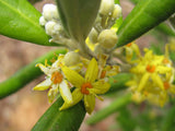 Corokia Macrocarpa