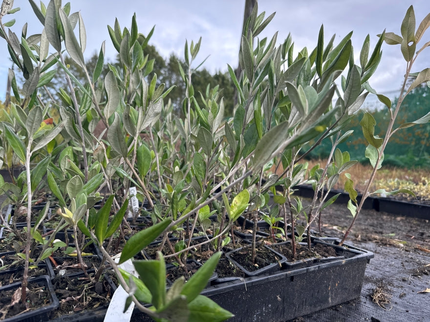 10x Chatham Island Corokia - $1.99 each