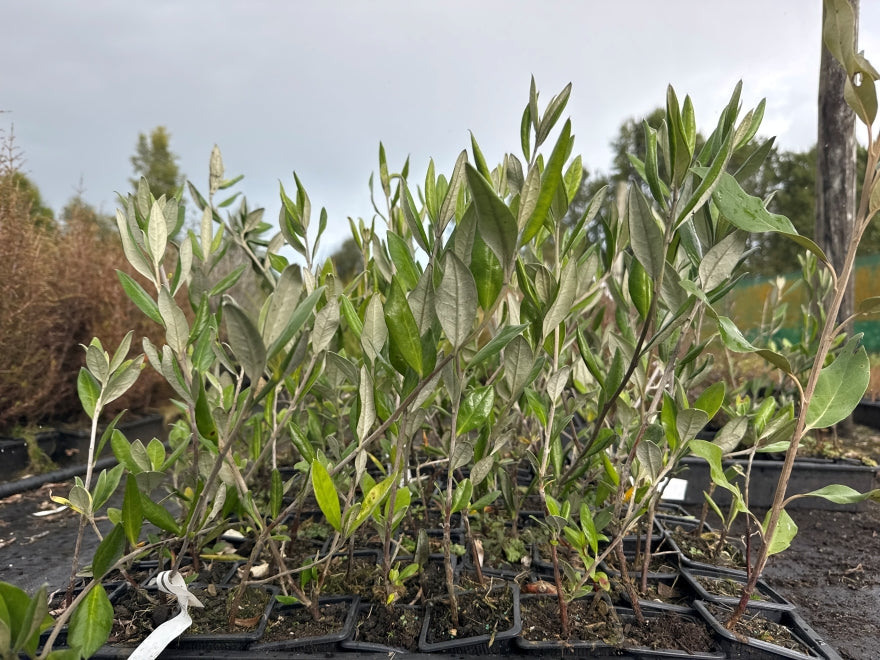10x Chatham Island Corokia - $1.99 each