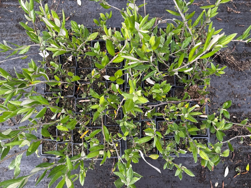 10x Chatham Island Corokia - $1.99 each