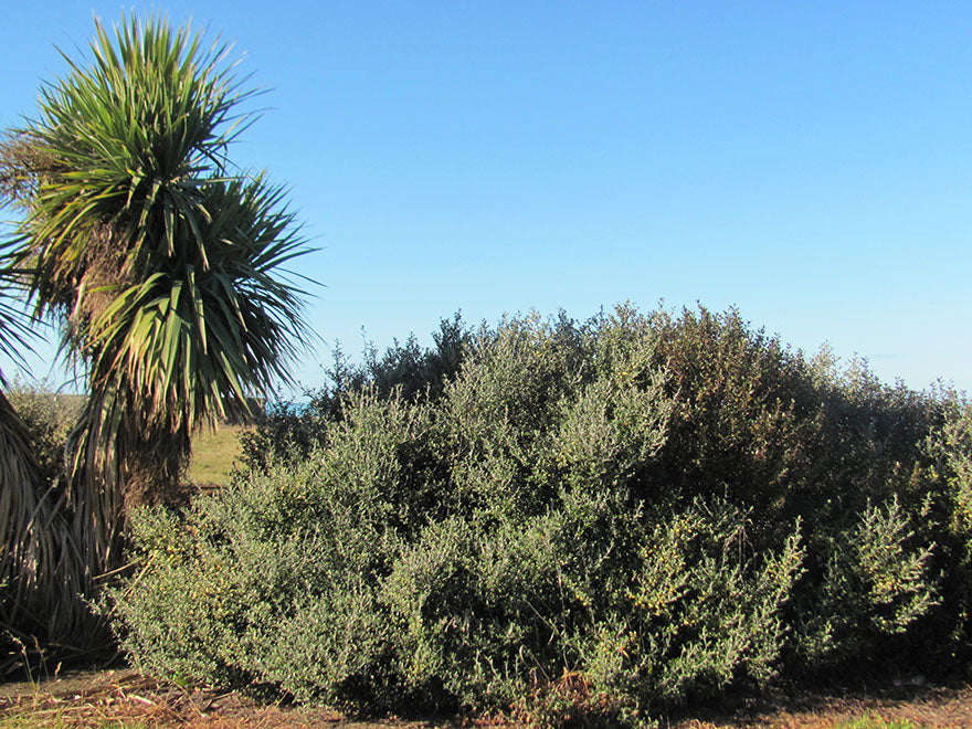 100x Corokia Red Wonder - $3.99 each