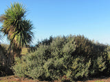 25x Corokia Red Wonder - $4.99 each