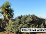 25x Shelter Combo - $4.99 trees & shrubs