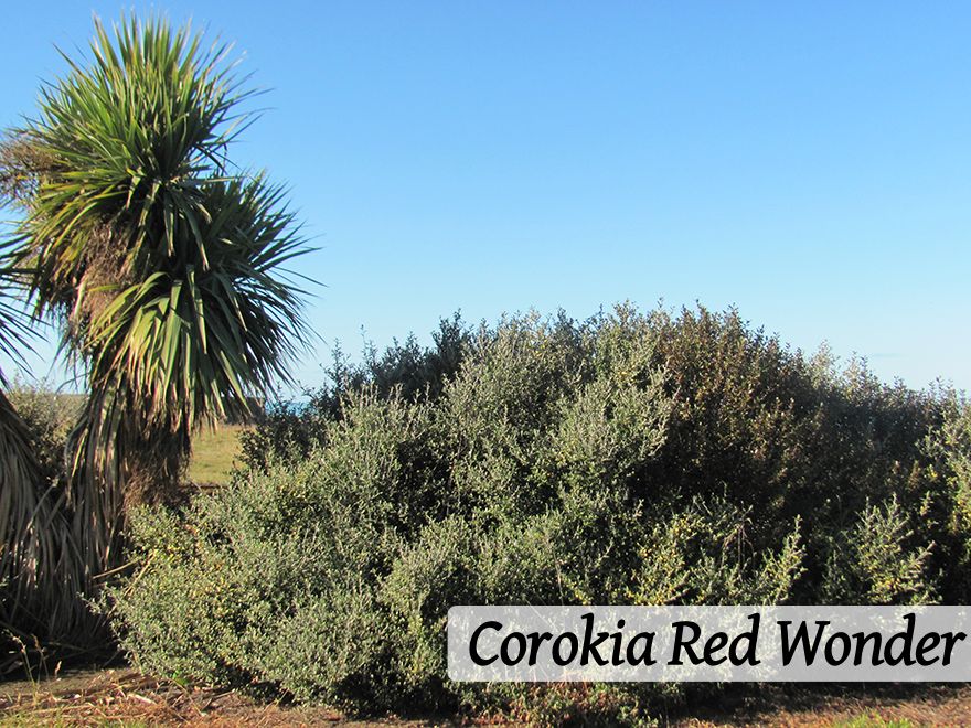 250x Farm Combo - $3.99 NZ trees & shrubs