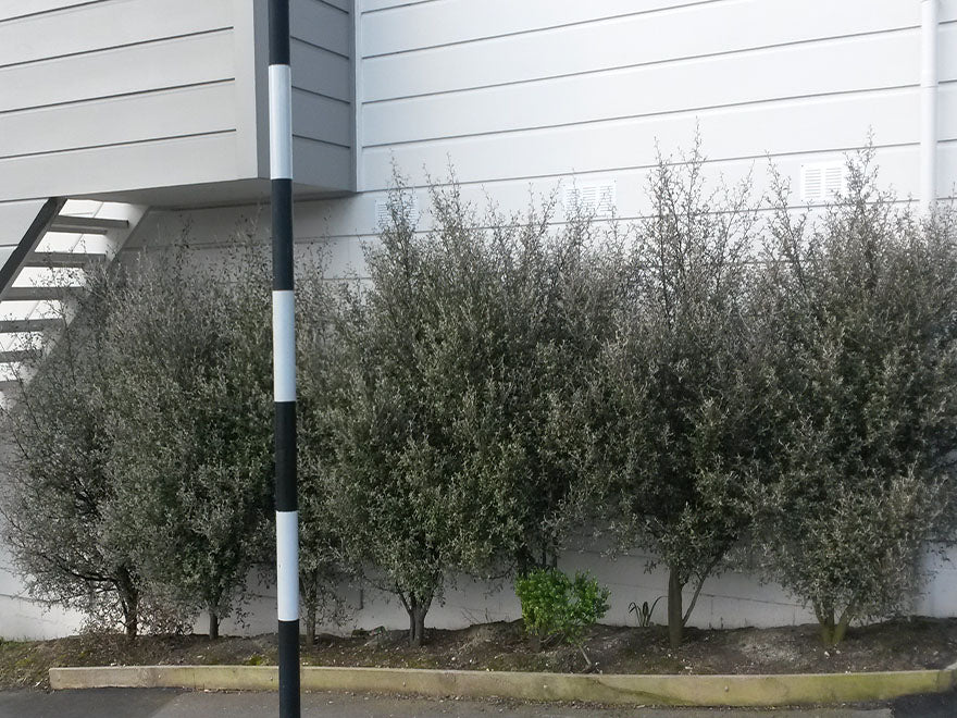 1000x Surplus Shelter Combo - $1.99c each - Best Value