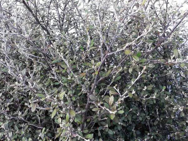 5x Corokia Red Wonder - $5.99 each – Greenmachine