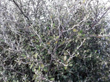 25x Corokia Red Wonder - $4.99 each