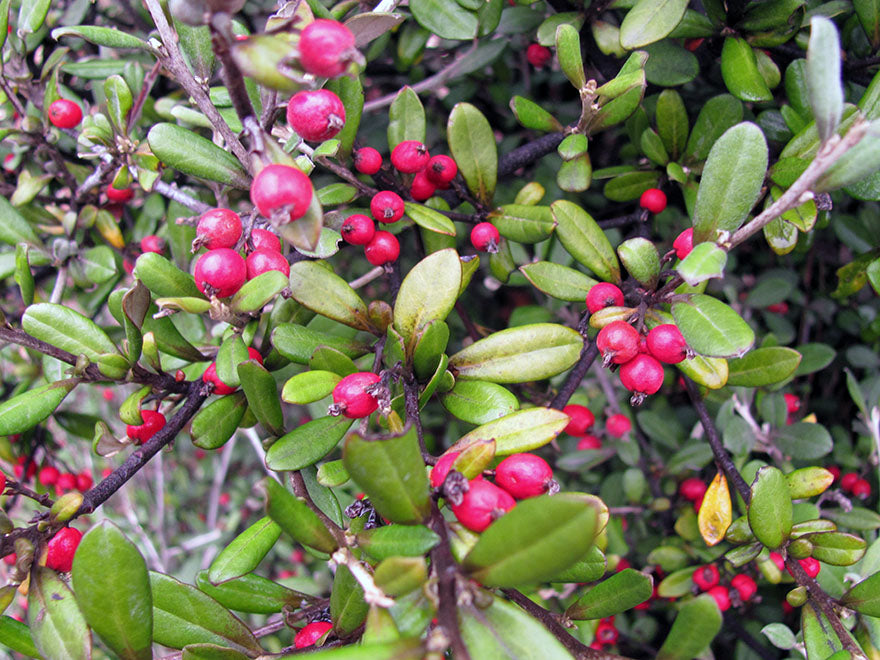 100x Corokia Red Wonder - $3.99 each