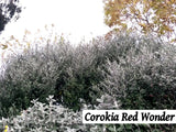 1000x Riparian Combo - $2.99 each