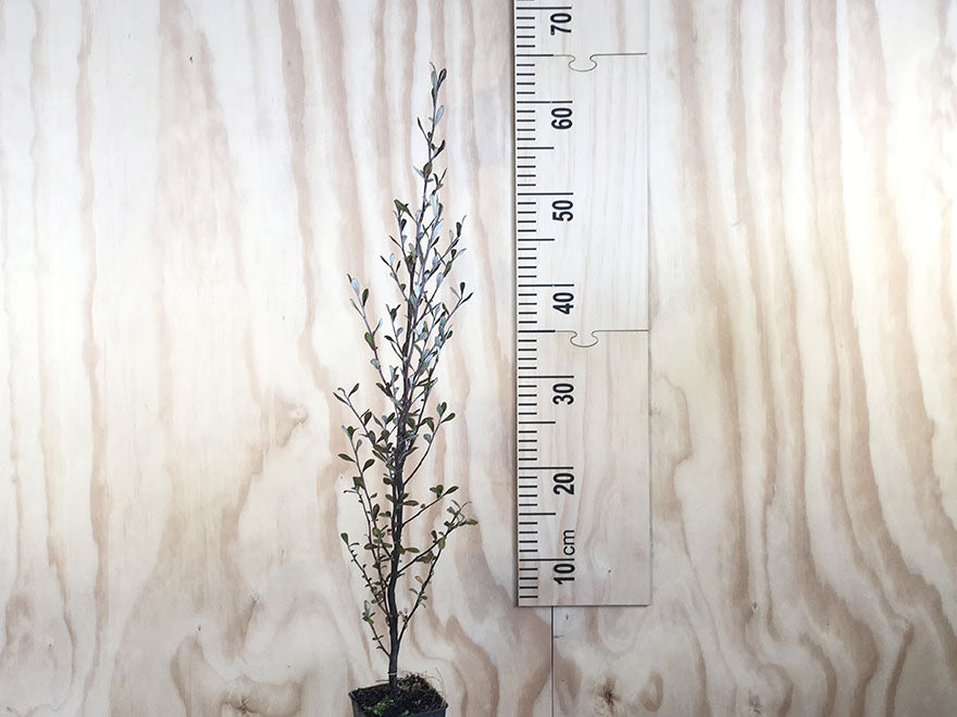 100x Corokia Red Wonder - $3.99 each