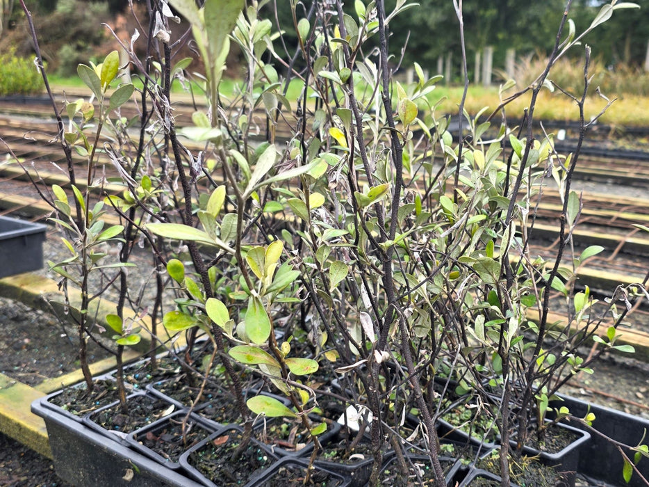 10x Corokia Red Wonder - 99c each