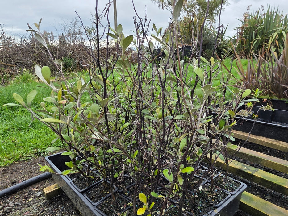10x Corokia Red Wonder - 99c each