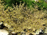 100x Corokia Sunsplash - $1.99 each