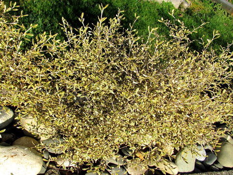 Corokia Sunsplash