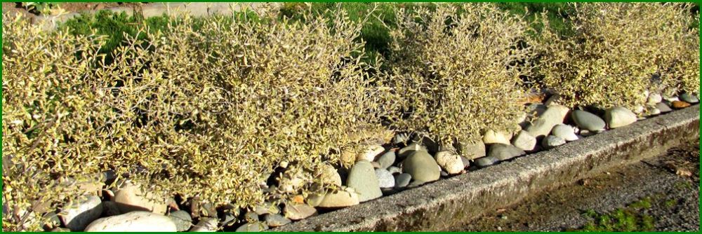 25x Corokia Sunsplash - $4.99 each