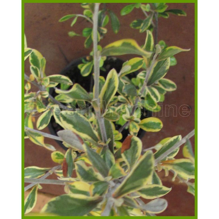 Corokia Sunsplash