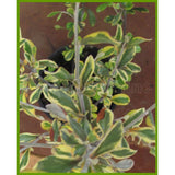 100x Corokia Sunsplash - $1.99 each
