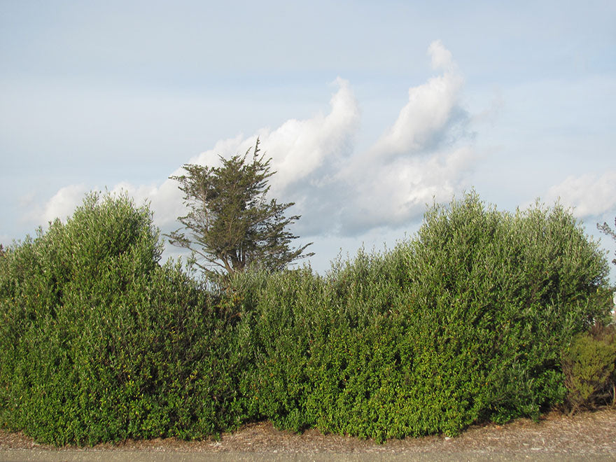 100x Corokia Yellow Wonder - $2.99 each