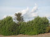 100x Corokia Yellow Wonder - $3.99 each