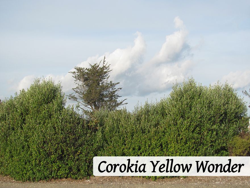 50x Surplus Shelter Combo - $2.99c each - Best Value