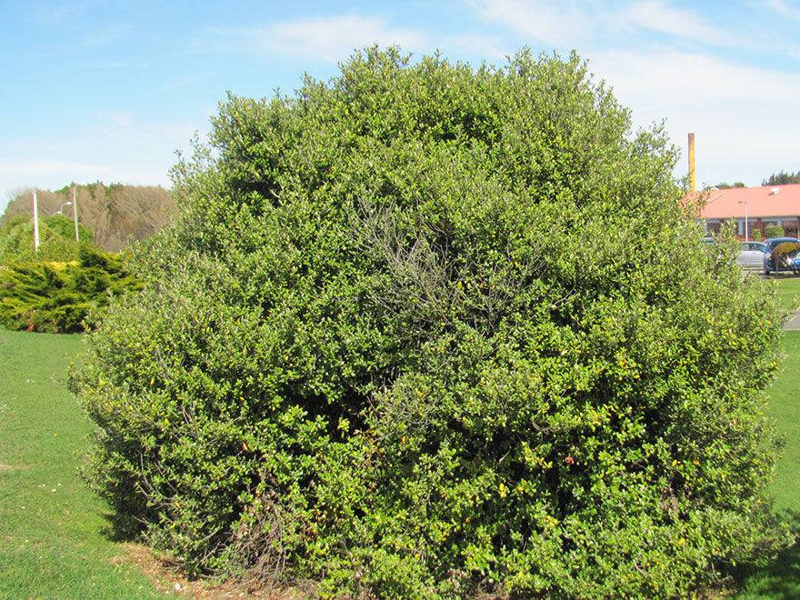10x Corokia Yellow Wonder - $1.99 each