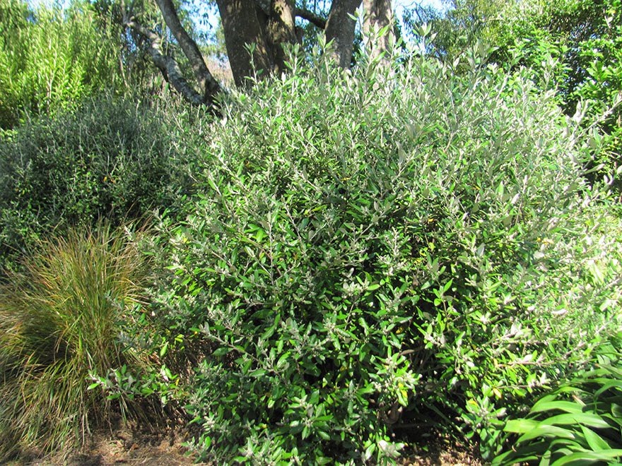 10x Corokia Yellow Wonder - $1.99 each