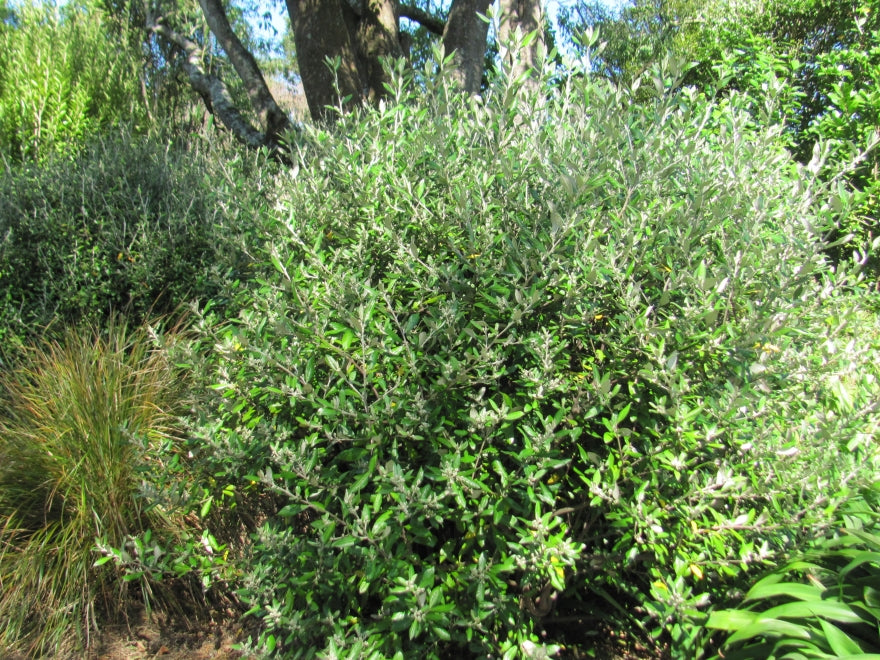 5x Corokia Yellow Wonder - $5.99 each