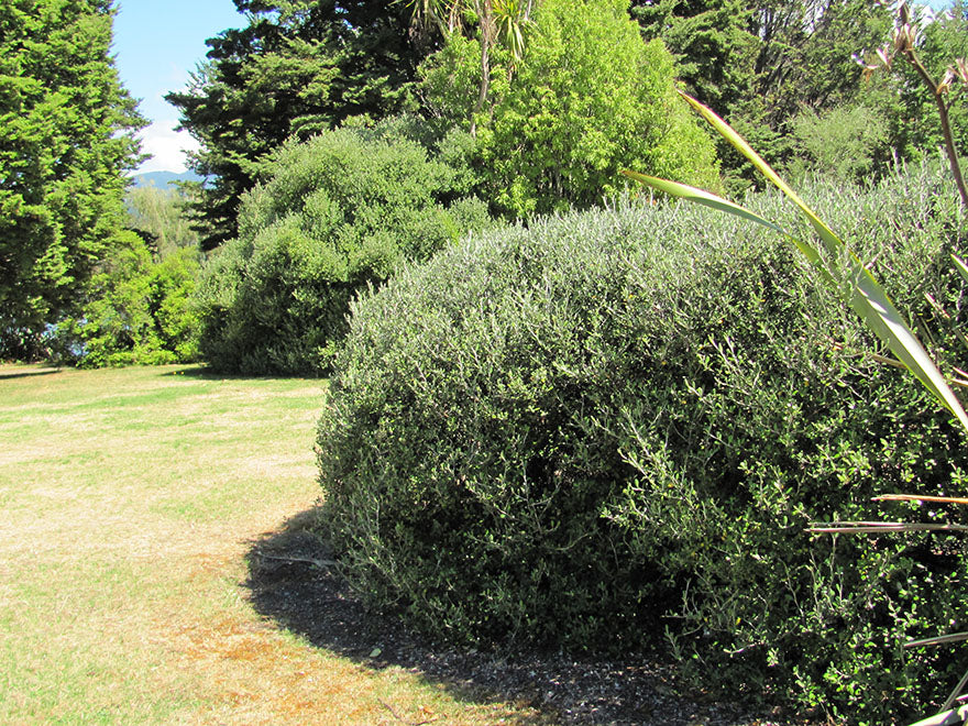 100x Corokia Yellow Wonder - $3.99 each