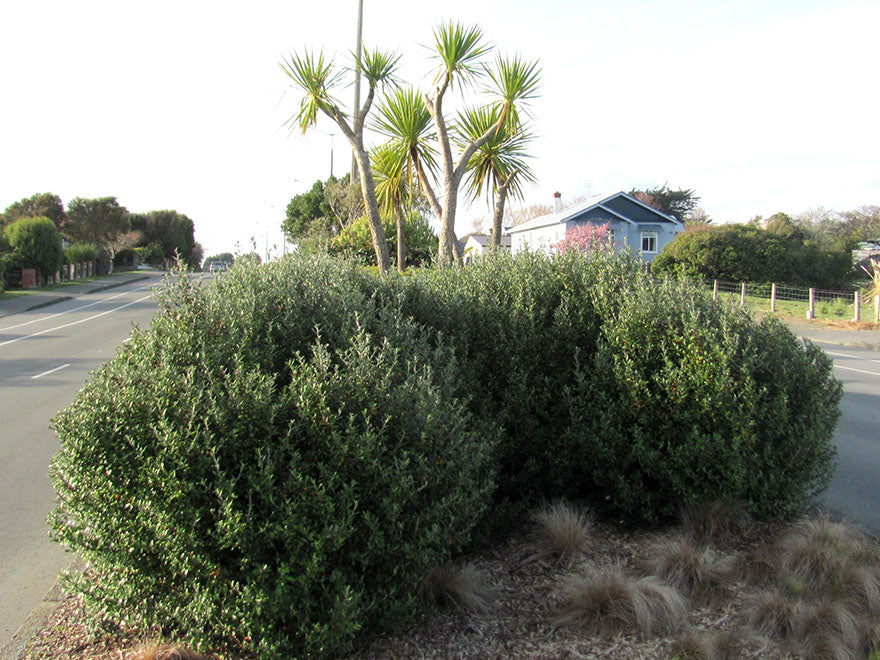 100x Corokia Yellow Wonder - $2.99 each