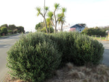 5x Corokia Yellow Wonder - $5.99 each