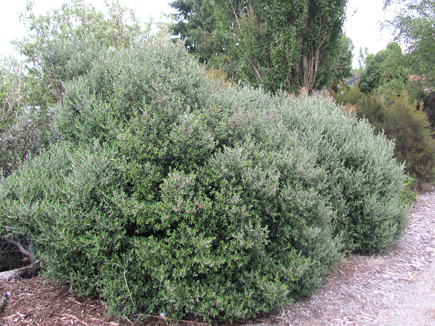 100x Corokia Yellow Wonder - $3.99 each