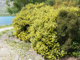 5x Corokia Yellow Wonder - $5.99 each