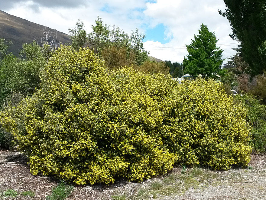 100x Corokia Yellow Wonder - $3.99 each