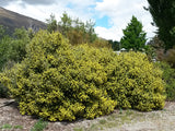100x Corokia Yellow Wonder - $3.99 each