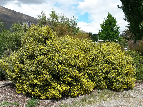 100x Corokia Yellow Wonder - $3.99 each