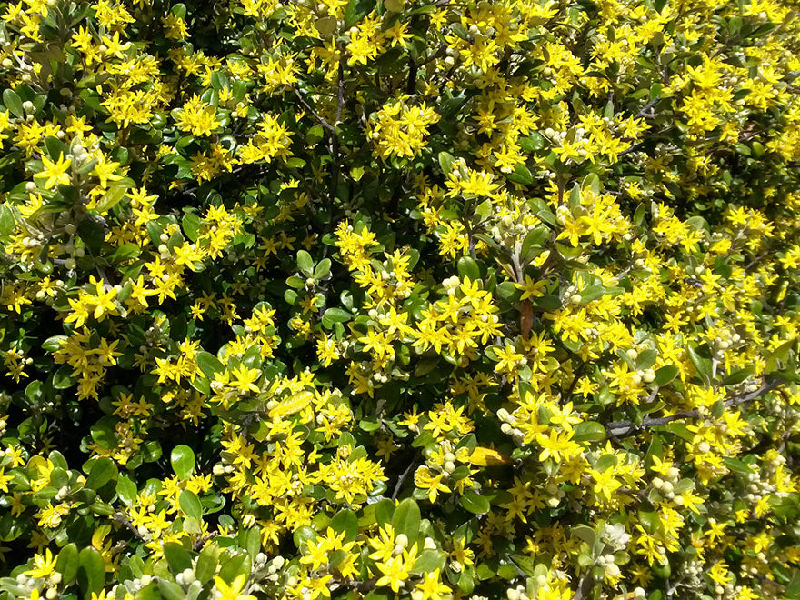 5x Corokia Yellow Wonder - $5.99 each