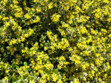 5x Corokia Yellow Wonder - $5.99 each
