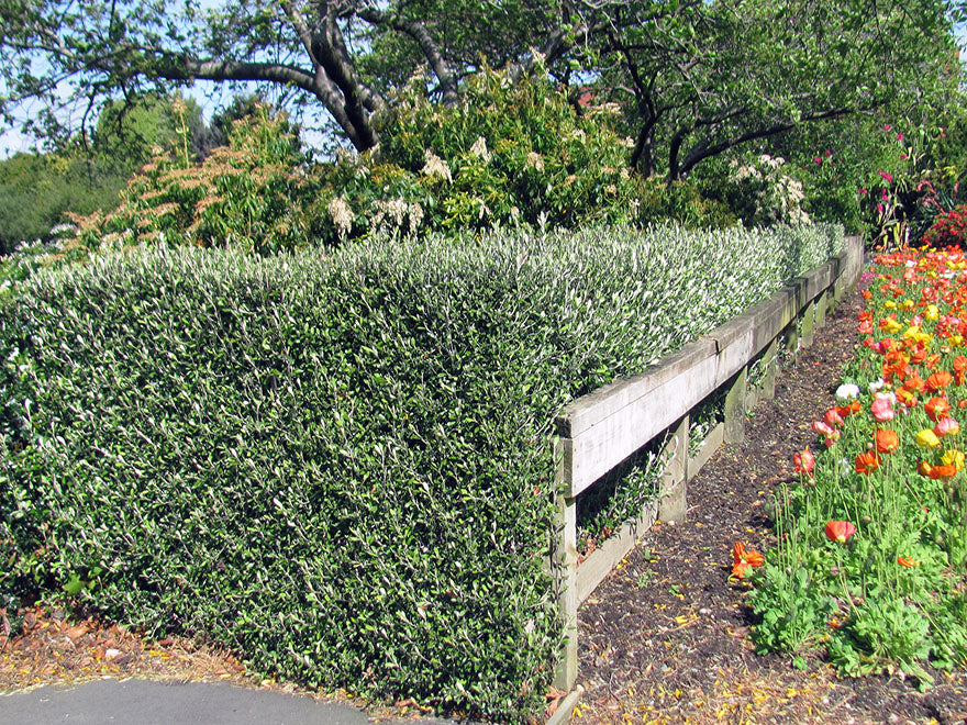 100x Corokia Yellow Wonder - $2.99 each