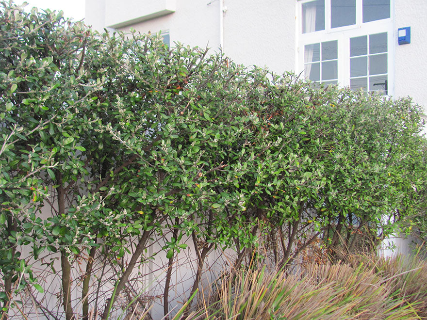 100x Corokia Yellow Wonder - $3.99 each