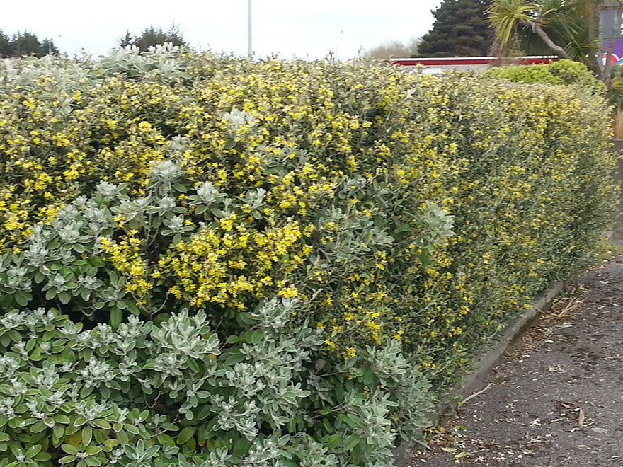 25x Corokia Yellow Wonder - $4.99 each