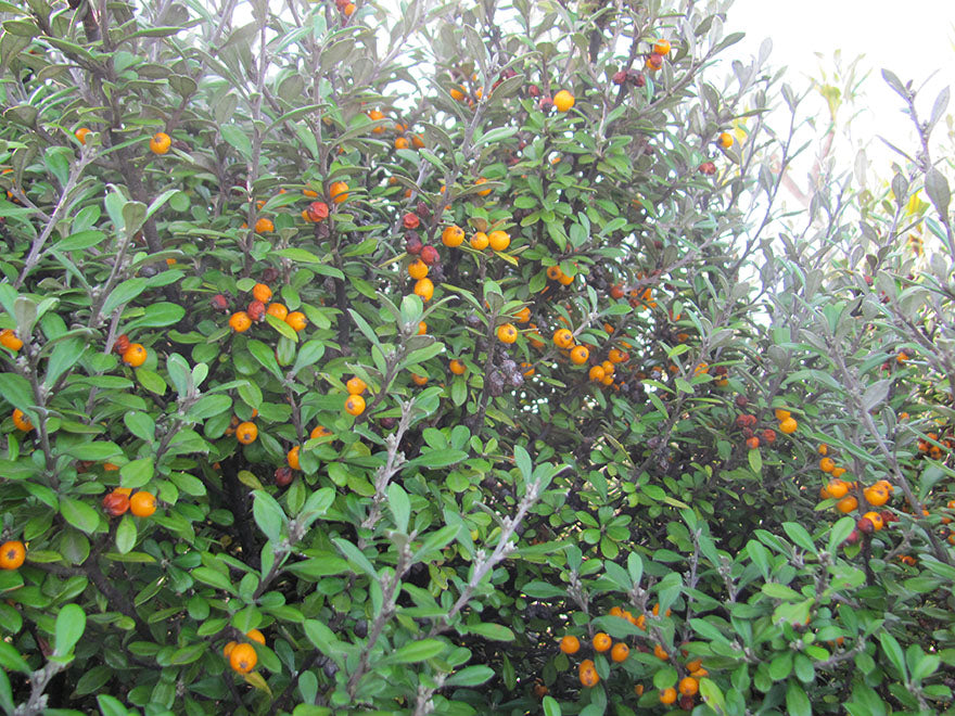 5x Corokia Yellow Wonder - $5.99 each