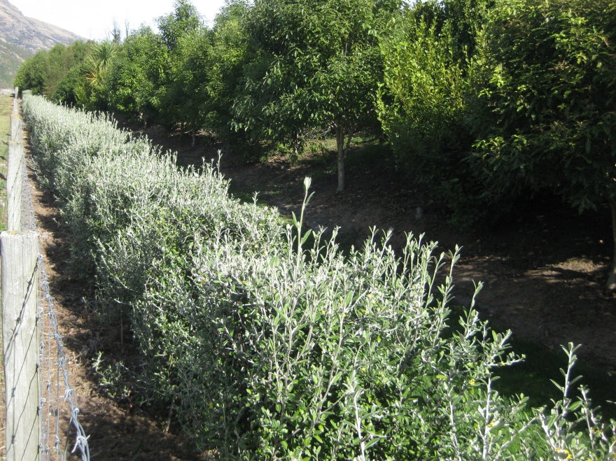 100x Corokia Yellow Wonder - $3.99 each