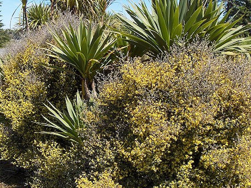 10x Corokia Yellow Wonder - $1.99 each
